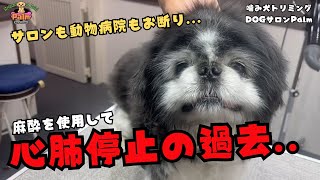 [初来店]どこにも通えなくなったペキニーズの噛み犬トリミング！！