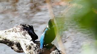 【野鳥】カワセミ　Common kingfisher【birdwatching】