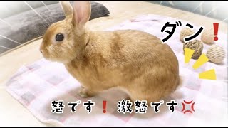 ちはやの足ダン！うさぎさんに怒られました【チャップ・ダンダンウー】