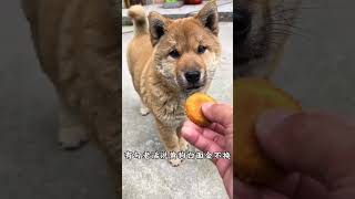 中華田園犬黃狗白面，柴犬的祖宗