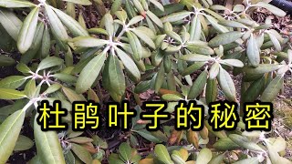 青石话牡丹芍药杜鹃。杜鹃花活的好吗？杜鹃“老叶”告诉你的秘密 Rhododendron Care in Early spring