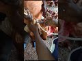 how to vaccinate or inject birds antibiotics and 3rd ncd vaccination chicken agriculture farming