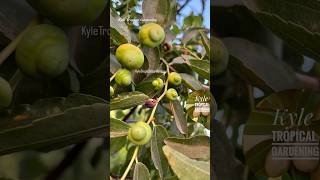 Millstone jujube (Táo Tàu Đá Cuội) #jujube #KTGjujube #viral #garden #KyleTropicalGardening