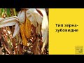 Кукурудза ДМС Грант 🌽 опис гібрида 🌽