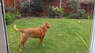 Evie Fox Red Lab loves a BALL GAME MOST MORNINGS