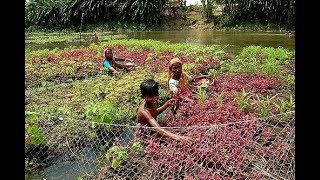 ভাসমান সবজি চাষে স্বাবলম্বী কিশোরগঞ্জের কৃষকরা | Vegetables of BD | www.somoynews.tv