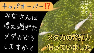 【キャパオーバー⁉️ 】増え過ぎたメダカ達　生まれた子供は何色？