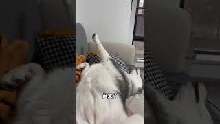 不这么睡觉的哈士奇是不纯的#哈士奇 #二哈