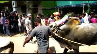 No.177 Muththampatti Haveri 🐂🐂🐂Garuda.....🐂🐂🐂