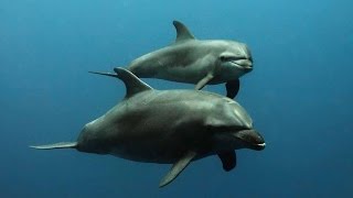 Dolphins of the South Pacific