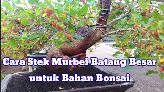 How to cut mur Berry bonsai material