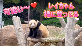 レイちゃんが櫓に登るの初めて見ました😄最後はシャオくんとバトル❗️ 4月22日　Ueno Zoo Giant Panda