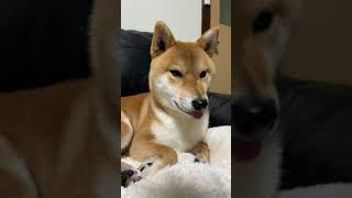 この音源が気になって首を傾げる柴犬 #shorts #shibainu