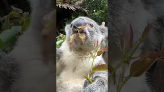 無尾熊🐨吃尤加利葉🍃 Koala🐨Eat eucalyptus 🍃#cute #animal #koala #無尾熊 #可愛い