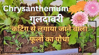 कटिंग से लगायें chrysanthemum flower plant || easy to grow plant