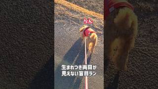 【生まれつき両目が見えない犬】盲目ランのキセキ #トイプードル #多頭飼い #犬 #dog#かわいい