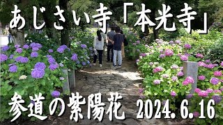 【開花情報】あじさい寺「本光寺」の紫陽花♪満開で見ごろ♪2024.6.16撮影。山門に至るまでの参道の両側に紫陽花がいっぱい♪境内も紫陽花でいっぱいです♪　#本光寺 #あじさい寺 #開花情報