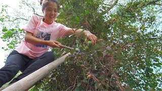 农村这种野果子太神奇了，用它加工成凉粉，比果冻还滑嫩Q弹 | Make jelly with wild fruit【乡村莲姐】@4K