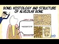 Bone histology and Structure of Alveolar bone