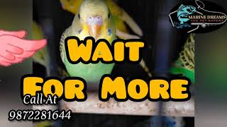 BUDGIE SALE | MARINE DREAMS | BEAUTIFUL BIRDS