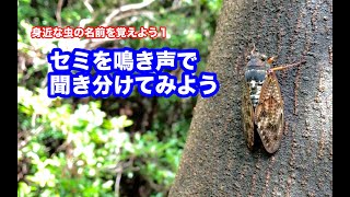 セミの鳴き声を聞き分けてみよう〜身近な虫の名前を覚えよう１〜