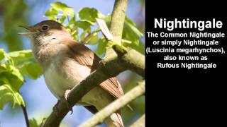 Nightingale Bird Call - singing Nightingale