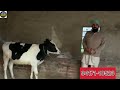 1 ਵੱਛੀ ਅਤੇ 1 ਤੋਕੜ ਵਹਿੜ ਵਿਕਾਊ ਦੁੱਧ 9 ਕਿਲੋ@brarcattlefarm188 @brartraveljet4