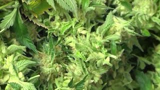 NH House sends marijuana bill to conference committee
