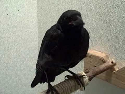 Feeding A Fledgling Crow Youtube