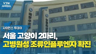 서울 고양이 2마리, 고병원성 조류인플루엔자 확진...긴급 방역 시행 / YTN 사이언스