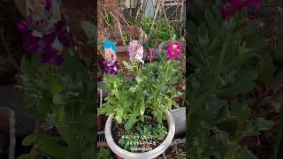 【HD動画】2025年1月23日  冬の花が咲いています。 #flowers #garden #癒し#自然 #naturelovers #薔薇は美しく散る #ばらの花 #rosegarden