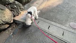 【ドッグトレーナーの幸せ犬育て】神社でお散歩