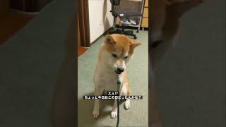 多分反抗期の犬　#shorts