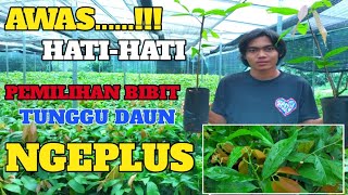 BIBIT SEPERTI APA YANG SIAP DI TANAM‼️SIMAK VIDEO INI|KLON 45|KAKAO SUPER