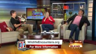 Skunk prank on live television - TV anchors freak out!