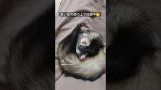 飼い主の膝の上で洗顔するフェレット♪ #フェレット #ferret #shorts #洗顔 #くしくし #あずき