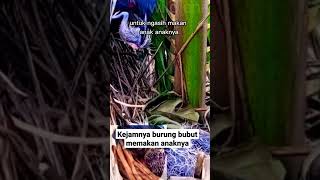 sangat kejam burung bubut memakan anaknya sendiri #shorts #burung