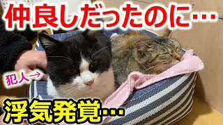 猫の世界にも浮気はありますか？