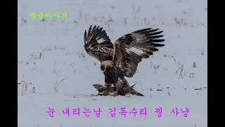검독수리 꿩 사냥