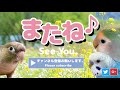 【ウザ可愛インコ②】みたいなにハマったインコ