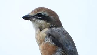 モズの鳴き声 かわいい声　ぐぜり？モノマネ？　 Bull-headed shrike（百舌・百舌鳥・鵙・伯労，学名: Lanius bucephalus）スズメ目モズ科　DSCN7335