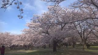 2021年　4月６日　新潟県　新発田市　治水公園の桜🌸　散歩　＃2