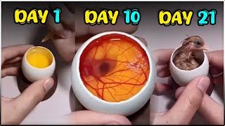 Open Chicken Egg Hatching