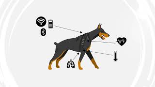 VetMeasure's MeasureON! Canine Health Monitor