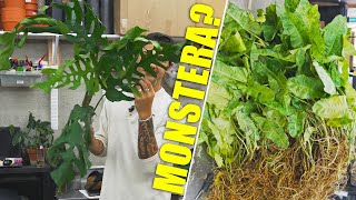 Unboxing A New Monstera.. IT'S AMAZING!