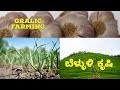 Garlic farming|garlic farming in kannada| ಬೆಳ್ಳುಳಿ ಕೃಷಿ