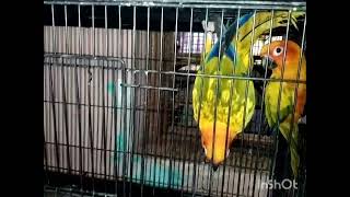 HBK AVIRY 🐦🦜🕊️🦃🐈🐕.        kengeri king birds