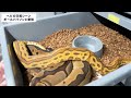 rare footage snake mating scene breeding ball pythons