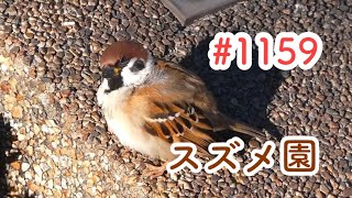 スズメさんの日常#1159/神奈川県