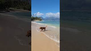 Maui Sunny Beach Day with a Golden Retriever 🐾☀️ Maui Feb 24th 2025 #beach #paradise #maui